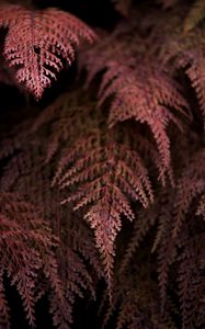 Preview wallpaper fern, branches, dark