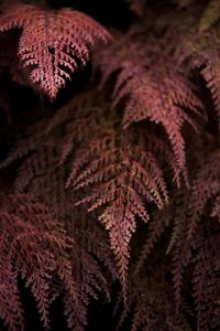 Preview wallpaper fern, branches, dark