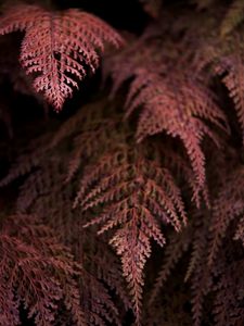 Preview wallpaper fern, branches, dark