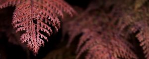 Preview wallpaper fern, branches, dark