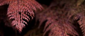 Preview wallpaper fern, branches, dark