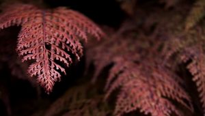 Preview wallpaper fern, branches, dark