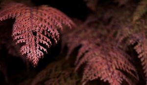 Preview wallpaper fern, branches, dark