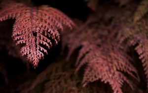 Preview wallpaper fern, branches, dark