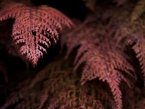 Preview wallpaper fern, branches, dark