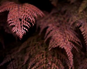 Preview wallpaper fern, branches, dark