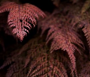 Preview wallpaper fern, branches, dark