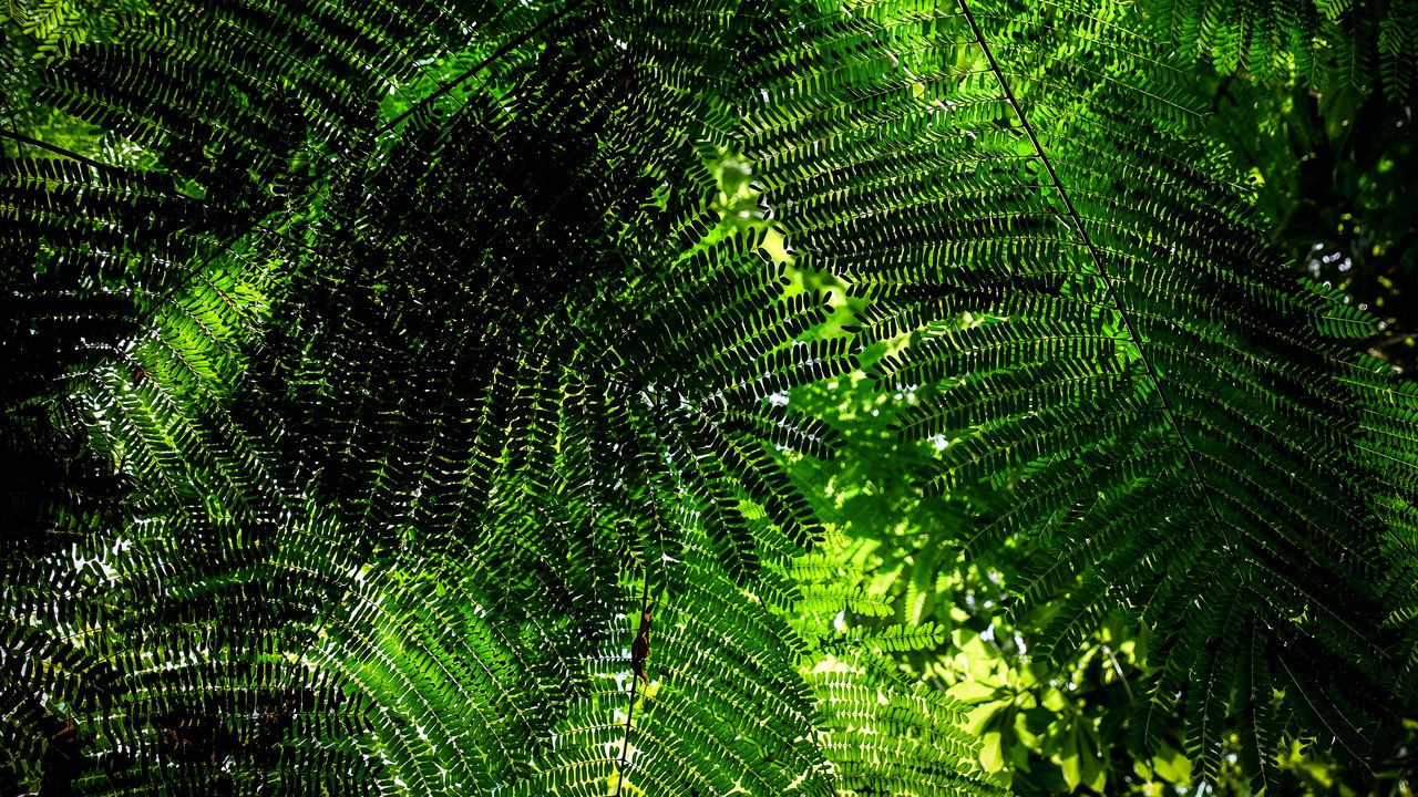 Wallpaper fern, branches, green, bottom view, plant