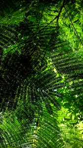 Preview wallpaper fern, branches, green, bottom view, plant