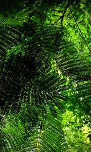 Preview wallpaper fern, branches, green, bottom view, plant