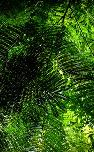 Preview wallpaper fern, branches, green, bottom view, plant