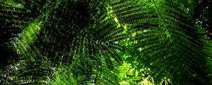 Preview wallpaper fern, branches, green, bottom view, plant