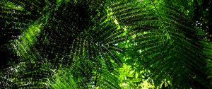 Preview wallpaper fern, branches, green, bottom view, plant