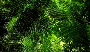 Preview wallpaper fern, branches, green, bottom view, plant