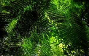 Preview wallpaper fern, branches, green, bottom view, plant