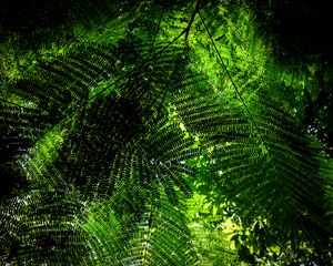 Preview wallpaper fern, branches, green, bottom view, plant