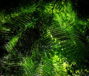 Preview wallpaper fern, branches, green, bottom view, plant