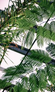 Preview wallpaper fern, branches, leaves, carved, green