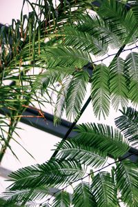 Preview wallpaper fern, branches, leaves, carved, green