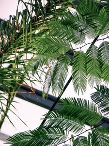 Preview wallpaper fern, branches, leaves, carved, green