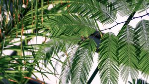 Preview wallpaper fern, branches, leaves, carved, green