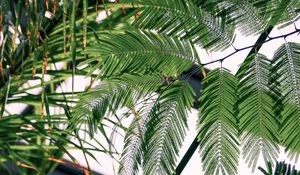 Preview wallpaper fern, branches, leaves, carved, green