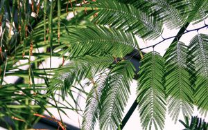 Preview wallpaper fern, branches, leaves, carved, green