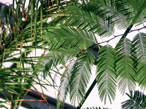 Preview wallpaper fern, branches, leaves, carved, green