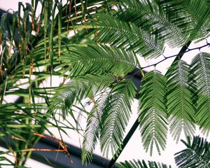 Preview wallpaper fern, branches, leaves, carved, green