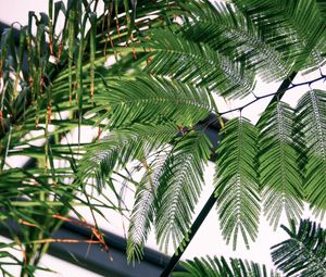 Preview wallpaper fern, branches, leaves, carved, green