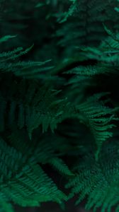 Preview wallpaper fern, branches, leaves, macro, green