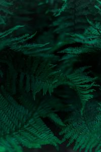 Preview wallpaper fern, branches, leaves, macro, green