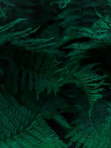 Preview wallpaper fern, branches, leaves, macro, green
