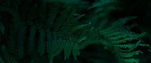 Preview wallpaper fern, branches, leaves, macro, green