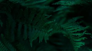 Preview wallpaper fern, branches, leaves, macro, green