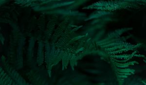 Preview wallpaper fern, branches, leaves, macro, green