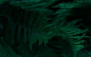 Preview wallpaper fern, branches, leaves, macro, green