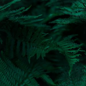 Preview wallpaper fern, branches, leaves, macro, green