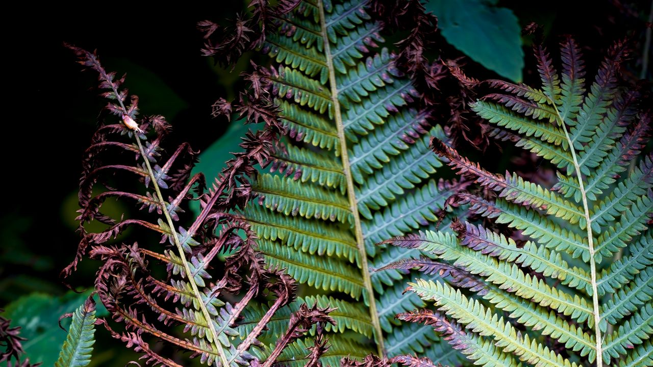 Wallpaper fern, branches, leaves, plant