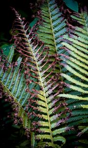 Preview wallpaper fern, branches, leaves, plant