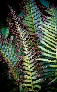 Preview wallpaper fern, branches, leaves, plant