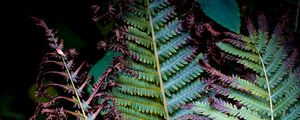 Preview wallpaper fern, branches, leaves, plant