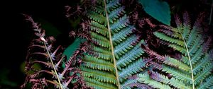 Preview wallpaper fern, branches, leaves, plant