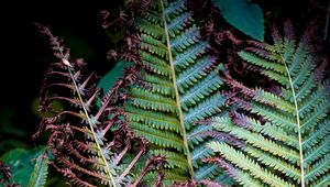 Preview wallpaper fern, branches, leaves, plant