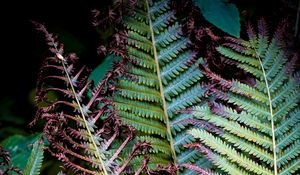 Preview wallpaper fern, branches, leaves, plant