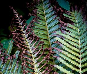 Preview wallpaper fern, branches, leaves, plant