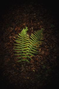 Preview wallpaper fern, branches, macro, leaves