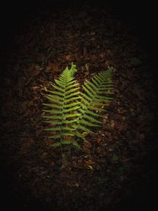 Preview wallpaper fern, branches, macro, leaves