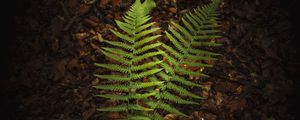 Preview wallpaper fern, branches, macro, leaves