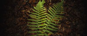 Preview wallpaper fern, branches, macro, leaves